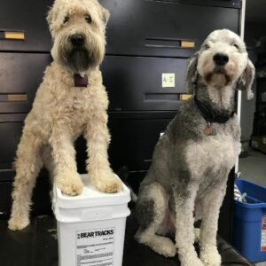 ‘BEAR TRACK’ PET SAFE ICE MELT